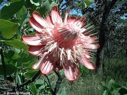 Image result for Protea angolensis