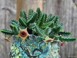 Image result for Huernia zebrina