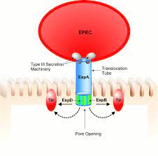 Al descargar la aplicación, se autoriza a epec para acceder a ciertas funciones del teléfono móvil del usuario. Exploitation Of Host Cells By Enteropathogenic Escherichia Coli Pnas