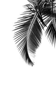 Black And White Plants Wallpaper T U M B L R Photo Flowers Photography Wallpaper White Photography Palm Tree Leaves