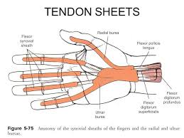 The tendons that control movement in your hands, wrists and fingers run through your forearm. Flexor Tendon Injuries Of The Hand Ppt Video Online Download