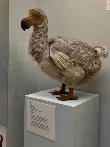 The dodo was never officially declared extinct at the time because the  concept of extinction barely existed in the seventeenth century. When  sightings stopped on Mauritius, most people assumed the bird probably