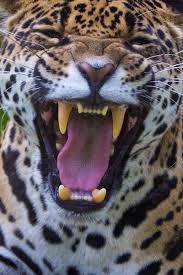 pin by julie howser doty on big cats animal behavior panthera jaguar