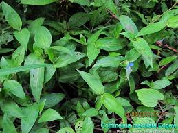 Image result for Commelina subulata