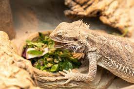 What Do Bearded Dragons Eat Best Food List And Feeding Guide Everything Reptiles