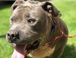 Some rescued fighting dogs end up as beloved family pets. Adopting A Pit Bull Paws