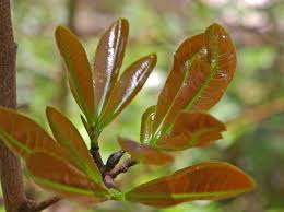 Image result for Ochna atropurpurea