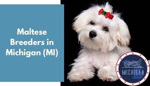 Louie and eva sue) today jax and maizey are both happy and healthy! 7 Maltese Breeders In Michigan Mi Maltese Puppies For Sale Animalfate