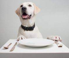 24 Hungry Dogs ideas | dogs, pets, dog cat