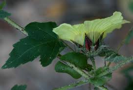 Image result for Hibiscus surattensis