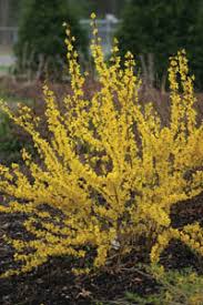 Forsythia Magical Gold Earl May Nursery And Garden Centers New