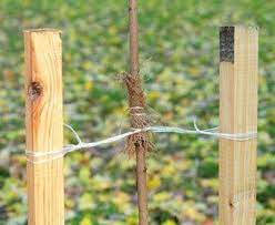 This recommendation comes from several legitimate sources including the soil and water conservation district. Stake A Tree Properly How Long To Keep It Staked Davey Blog