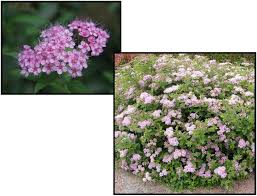Image result for Spiraea japonica ´Little Princess