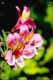 Passion Pic Alstroemeria Peruvian Lily Peruvian Lilies Alstroemeria Garden Flower Beds