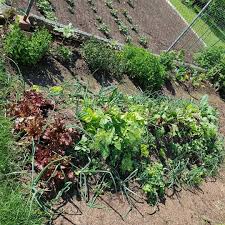 Permakultur Als Ganzes On Instagram Ein Kleines Update Permakultur Gartnern Garten Gartenarbeit Schrebergarten Gemusegarten Gartengluck G Plants