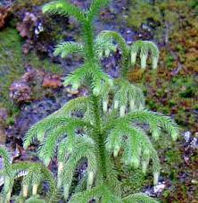 Image result for Lycopodiella cernua