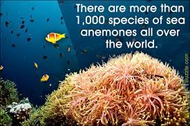Facts About Sea Anemones Anemone Sea Anemone Sea