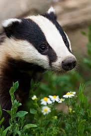 Hufflepuff House Animals Animals Wild Mammals