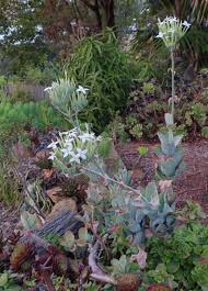 Image result for Kalanchoe marmorata