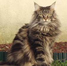 Ils ne sont pas tous plus indépendants ou solitaires qu'une femelle. Le Chat Choisir Un Male Ou Une Femelle Webonosaure