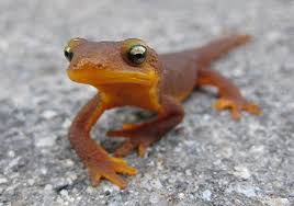Image result for california newts