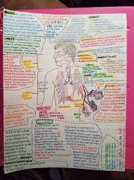 Respiratory System Structure Function Respiratory System Respiratory System Anatomy Respiratory Therapist Student