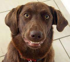 Double the amount of product for the same price plus a $20.00 savings! The 7 Best Dental Water Additives For Dogs