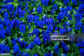 7,963 Violets Are Blue Stock Photos, High-Res Pictures, and Images - Getty  Images