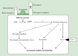 Glucagon Treatment For Symptomatic Beta Blocker Overdose Journal Of Paramedic Practice