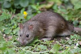 Often, rats enter a home via open doors, window and eaves. Rats In The Compost Heap Weil S Disease Safety Concerns