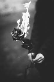 An exquisite paradox aesthetic black wallpaper black. 1000 Fire Rose Pictures Download Free Images On Unsplash