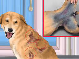 3 Ways To Know When To Stop Breeding A Male Dog Wikihow