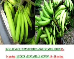 Untuk mengatasinya semburkan dengan bancuhan kapur. Baja Foliar Ezigrow Vitamin Setiap Tanaman Pokok Pisang Bertambah