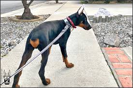 If you're wondering how to walk a puppy for the first time, the secret answer is that your puppy's first outdoor walk should be preceded by plenty of indoor practice and leash training during those weeks when they're not fully vaccinated and unable to socialize outdoors. Taking Our Doberman Puppy Out On His First Walk Atlas Den