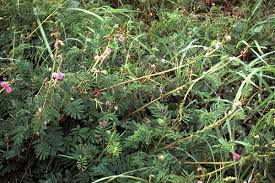 Image result for Disperis mozambicensis