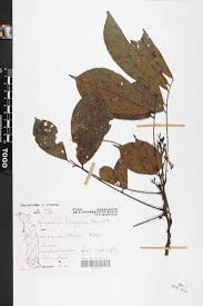 Image result for Rourea thomsonii