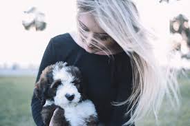 I bred bernese mountain dogs for years and now f1 bernedoodles. Bernedoodle Puppies For Sale Cobblestone Bernedoodles