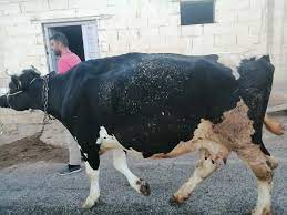 a kalite 1 gebe 1 adet gaziantep oguzeli sazgin en buyuk canli hayvan alim satim facebook
