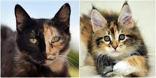 Although tortoiseshell coats are most commonly a ginger red and black, they can also have hints of cream, orange, or gold. How To Tell The Difference Between Torbie Tortie Calico And Tabby Coat Color Cole Marmalade