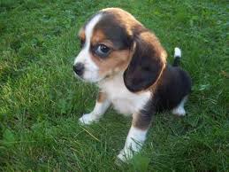 Beaglier Beagle Cavalier King Charles Beagle Puppy Puppies Pure Breed Dogs