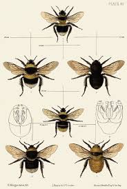 British Bombus Species 3 Saunders Bee Illustration Bee Art Scientific Illustration