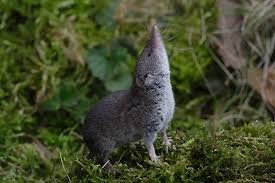 La Musaraigne Une Amie Utile Aux Jardiniers Jardins Animaux