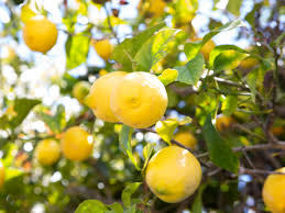 The fruit of the tree is slightly sweeter than other lemon varieties. How To Grow Lisbon Lemon Trees