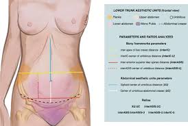 The anterior trunk gives off seven parietal and visceral branches: Concepts In Navel Aesthetic A Comprehensive Surface Anatomy Analysis Springerlink