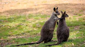 Any of several species of marsupial; Female Swamp Wallabies Are Always Pregnant Cosmos Magazine