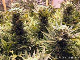 Alien Grenades (Alien Genetics) :: Cannabis Strain Info