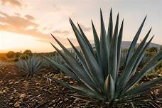 The Agave Affair