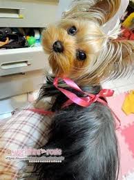 Image Result For Best Female Yorkie Haircuts Yorkshire Terrier Yorkshire Terrier Dog Yorkie Puppy