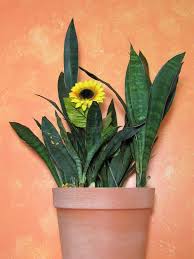 Image result for Sansevieria dawei