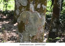 Image result for Pericopsis